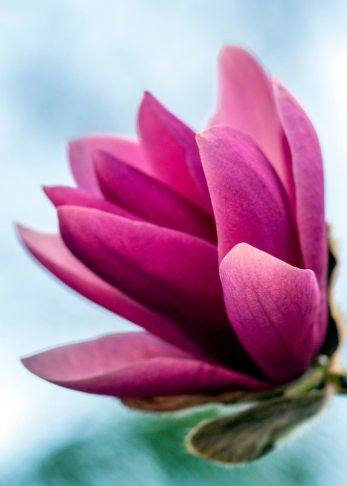 My Magnolia III