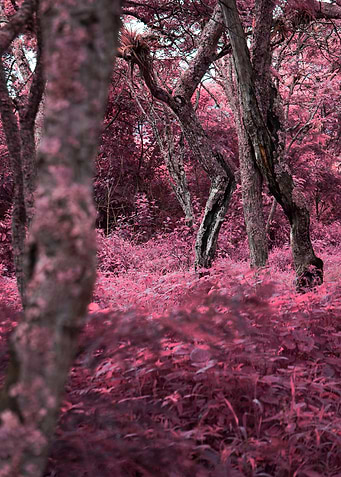 Pink Forest