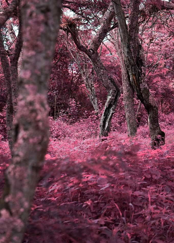 Pink Forest