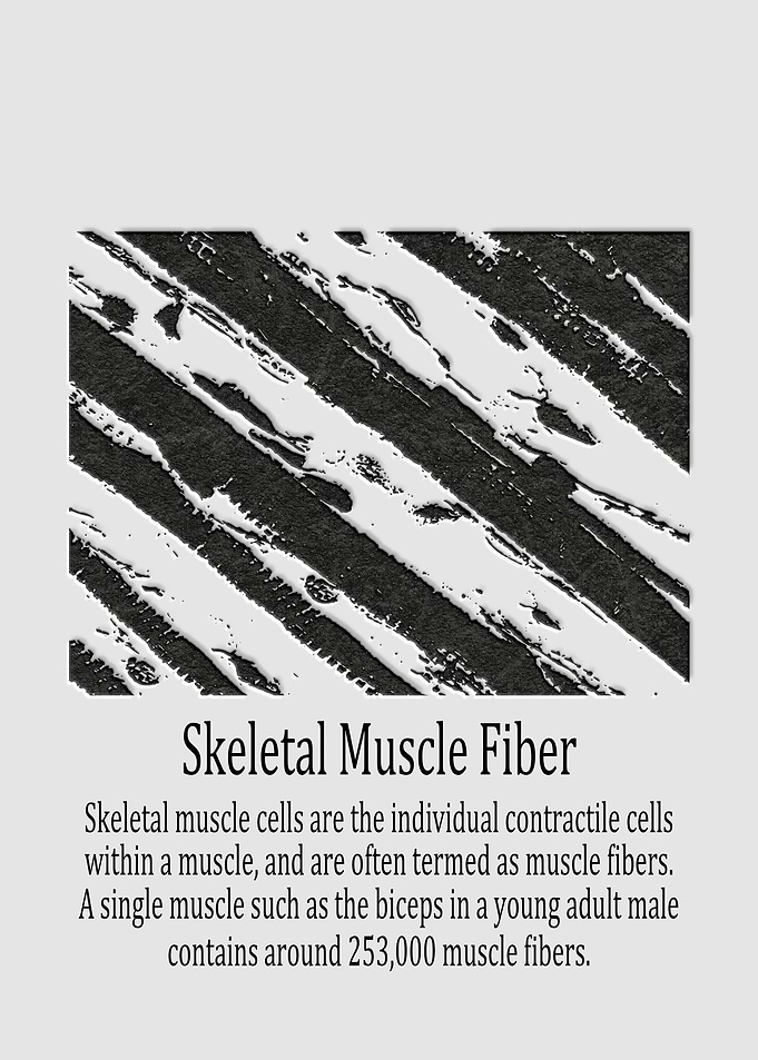 Skeletal Muscle Fiber