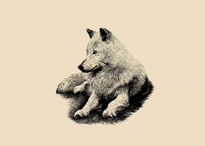White wolf