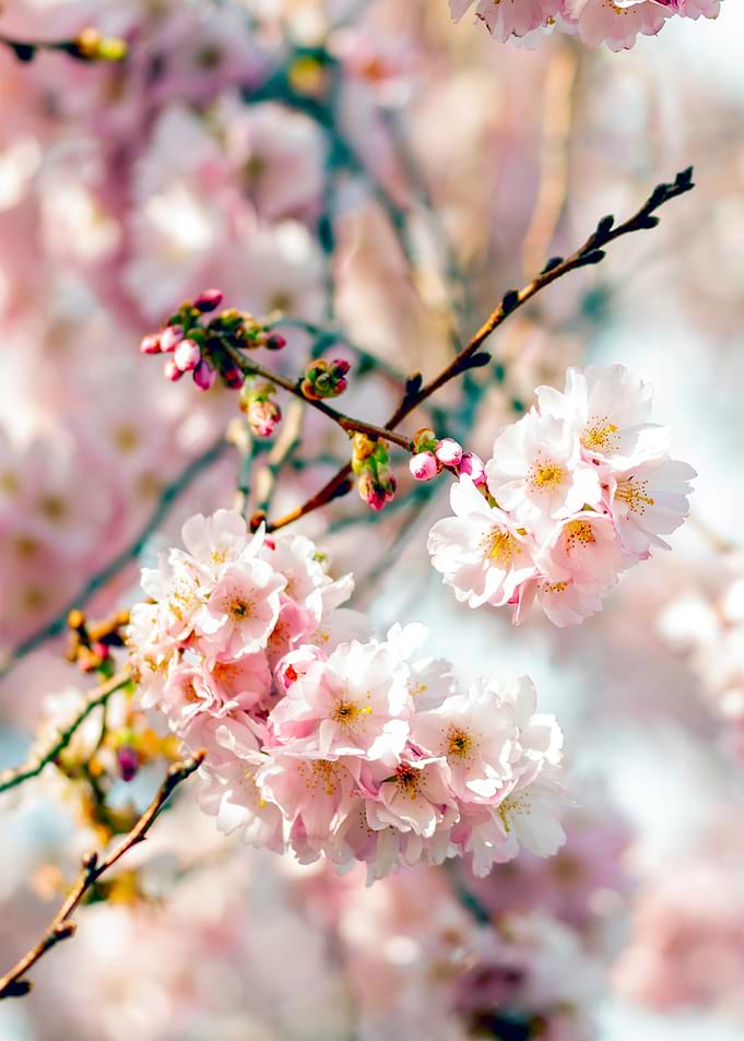 Bloom for me II