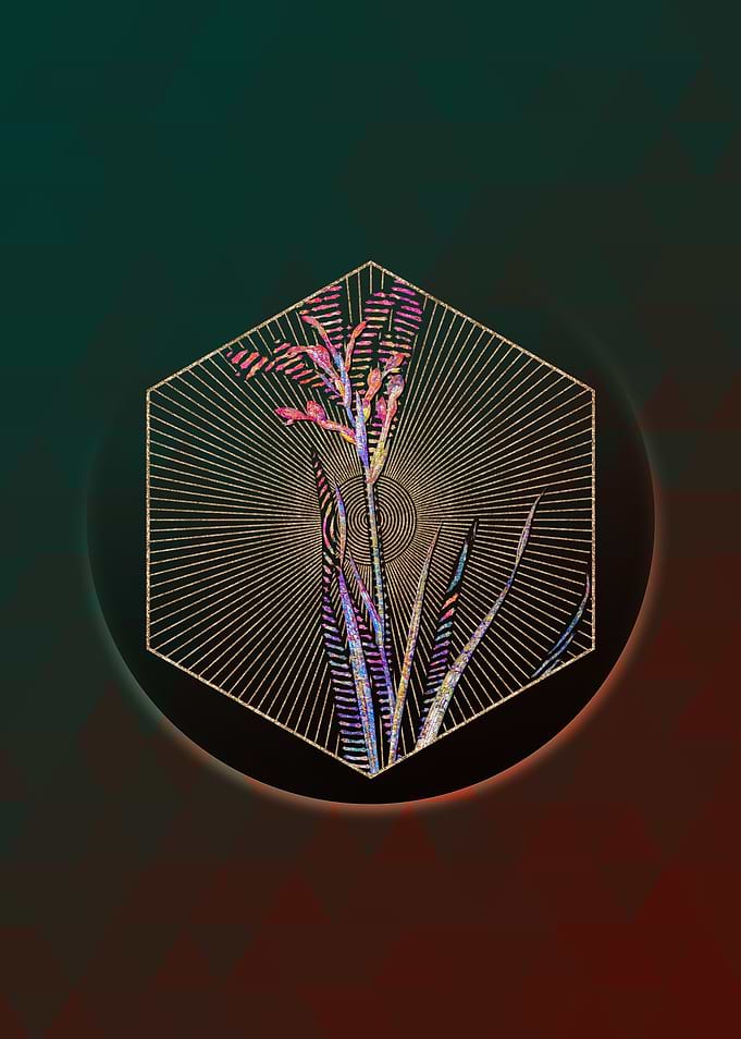Gladiolus Cunonius Mosaic