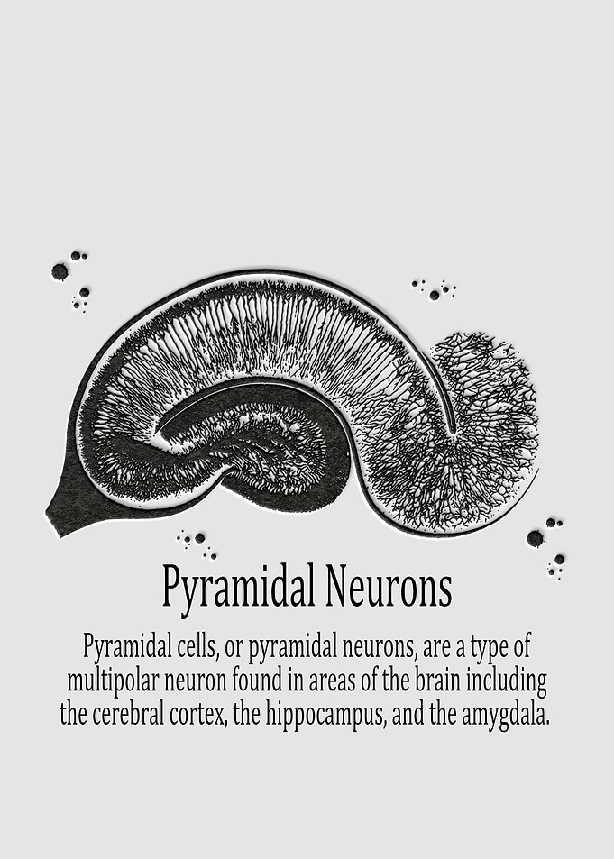Pyramidal Neurons