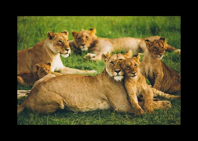 Lion