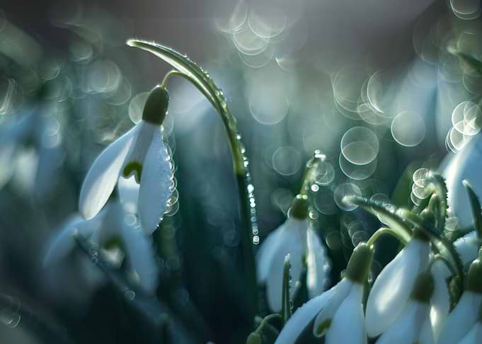 Spring flowers