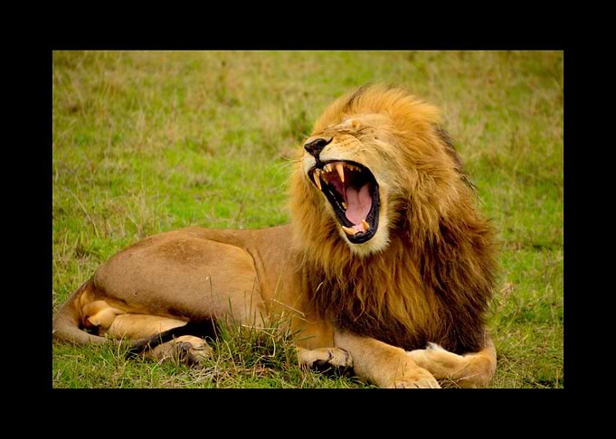 Lion