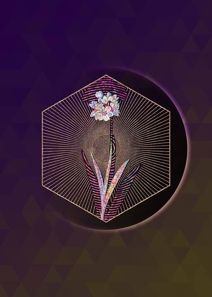 Ixia Maculata Mosaic