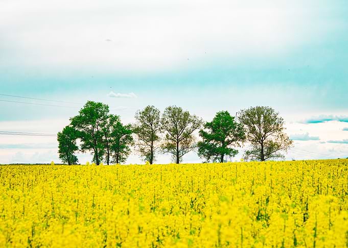Field