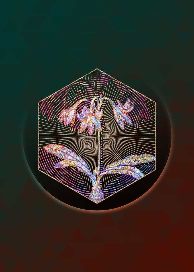 Netted Veined Amaryllis