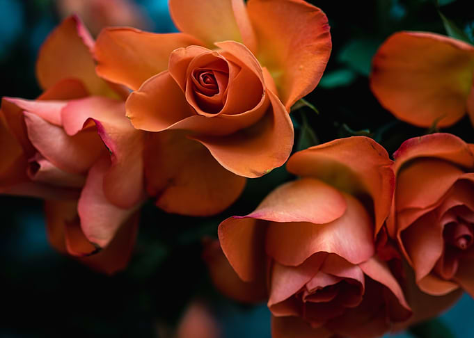 Roses