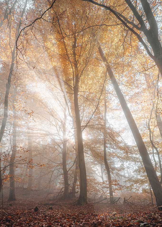 Light
