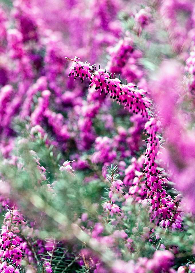 Pink Heath II