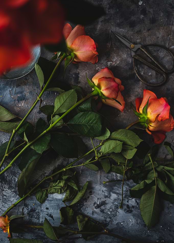Roses
