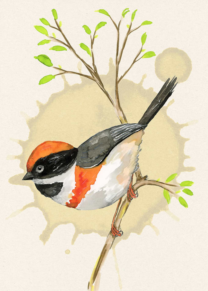 Blackthroated bushtit