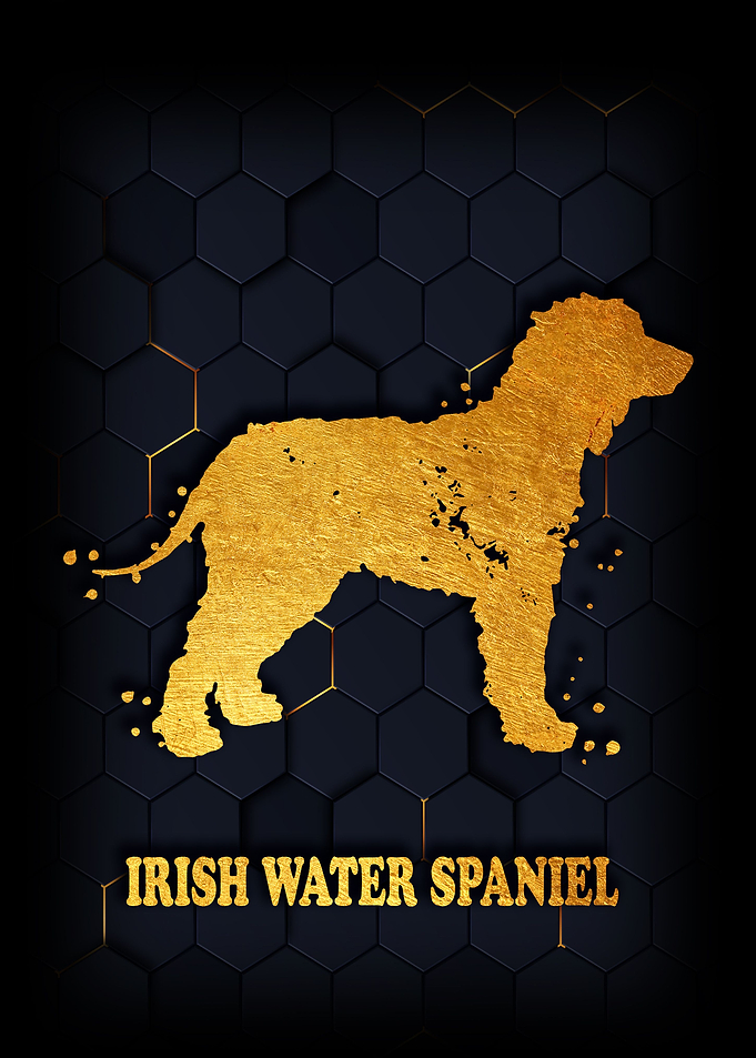 IRISH WATER SPANIEL