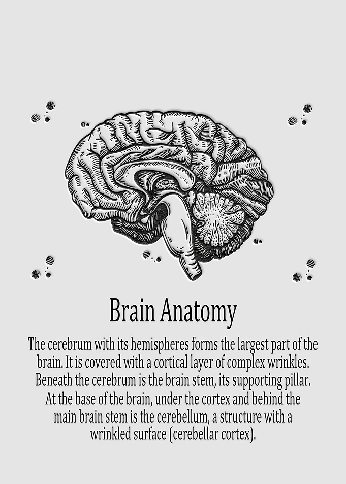 Brain Anatomy