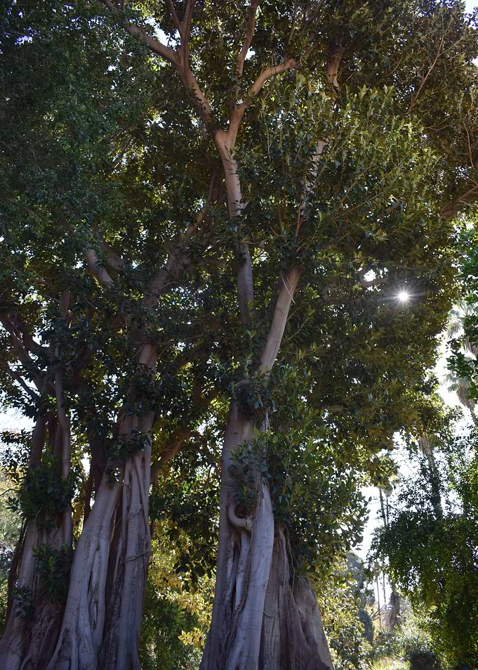 Moreton bay fig 1