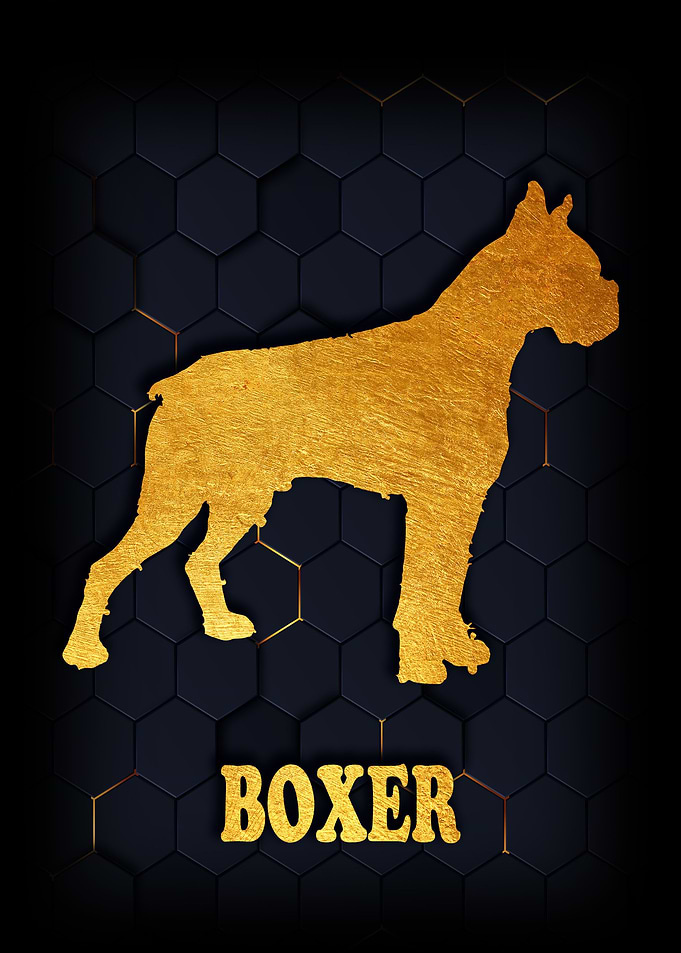 BOXER