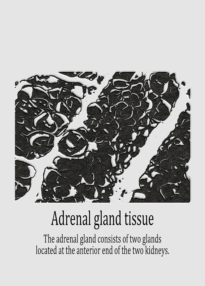 Adrenal gland tissue