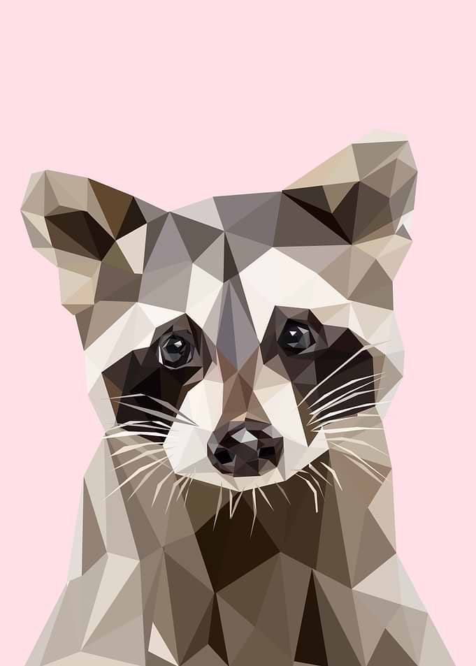 baby raccoon