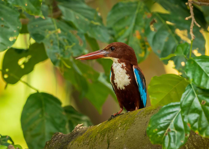 White throated Kingfisher