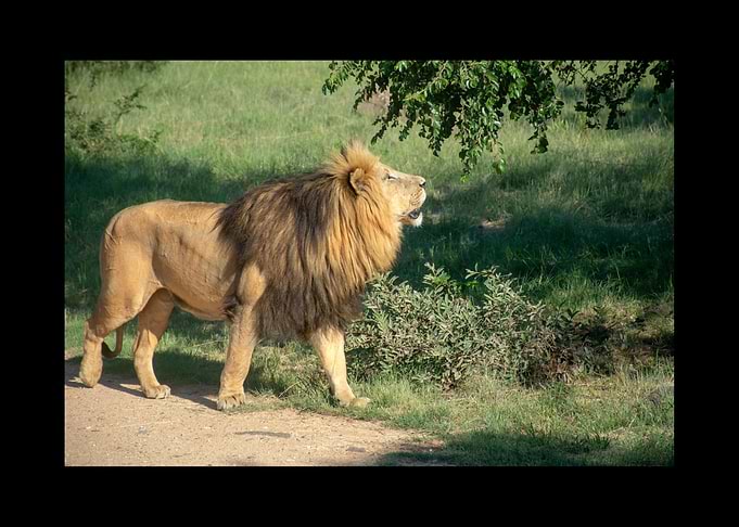 Lion