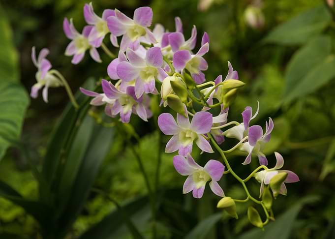 Purple Orchids