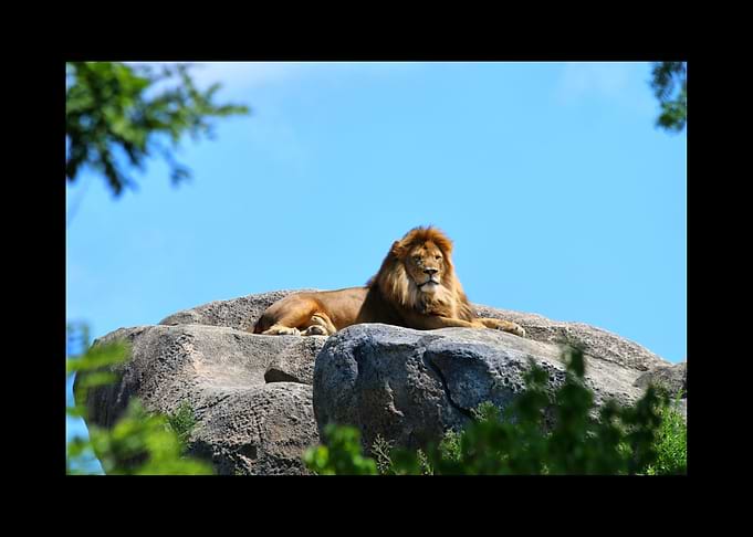 Lion