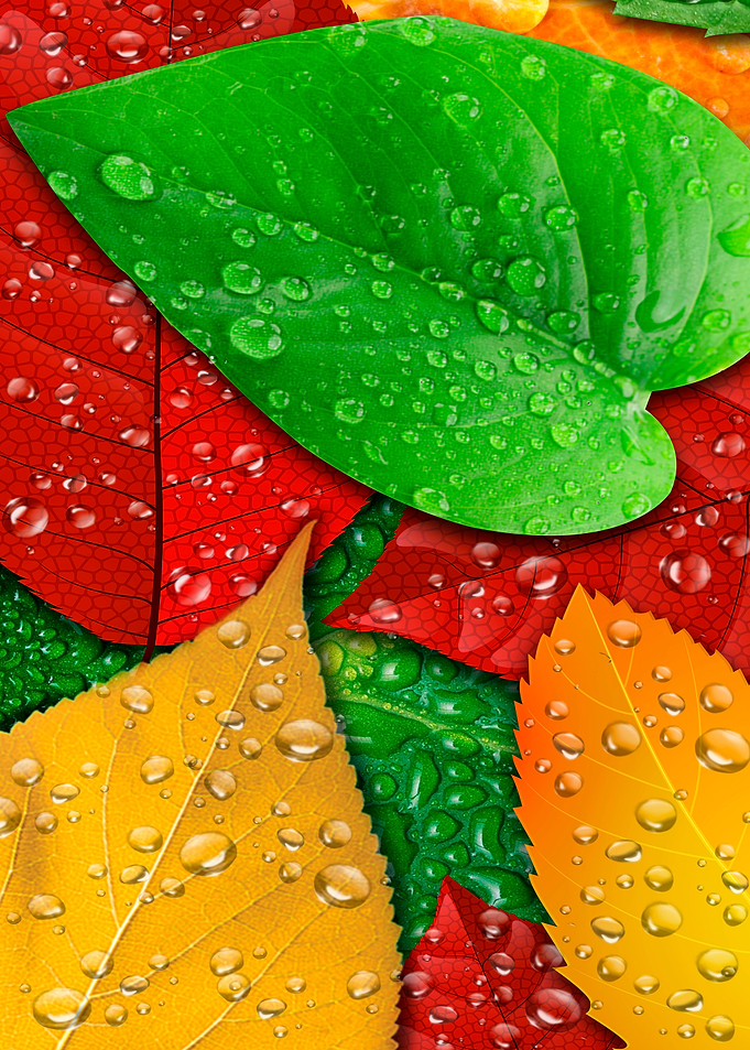 COLORFUL LEAVES