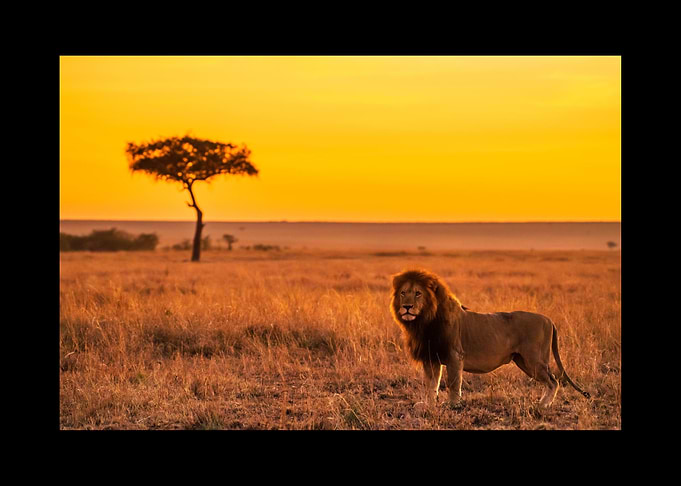 Lion