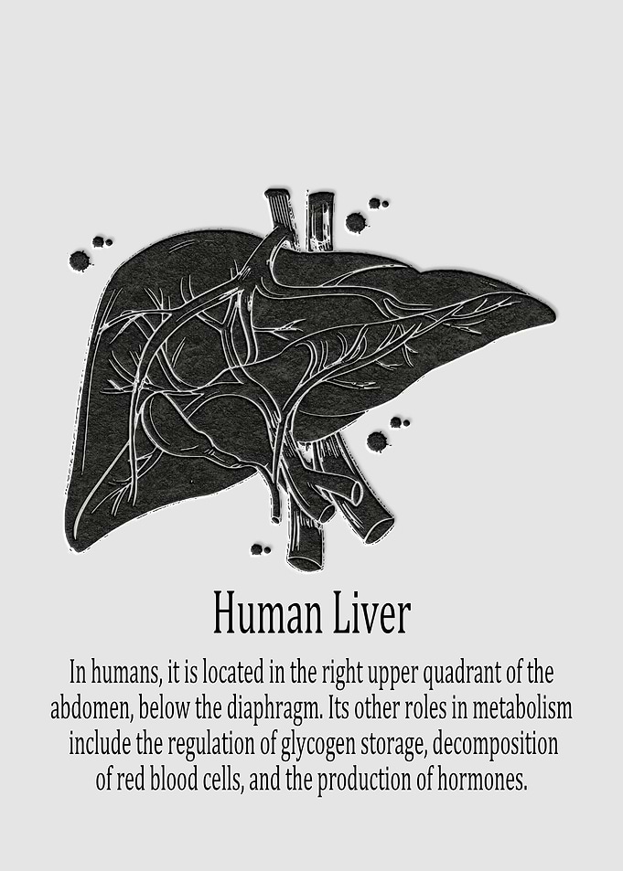 Human Liver