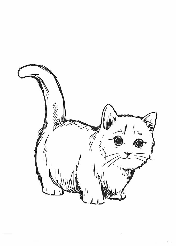 Cats