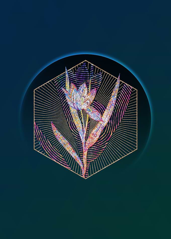 Tulipa Oculus Colis Mosaic