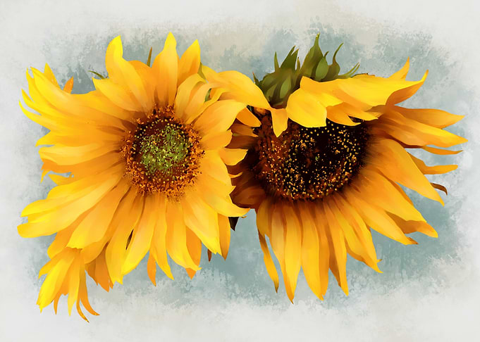 sunflowers