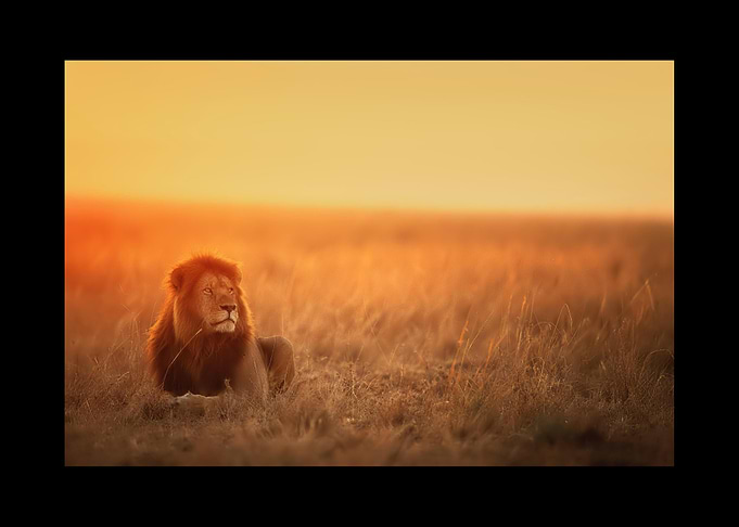 Lion