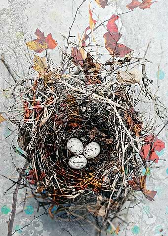 Bird Nest