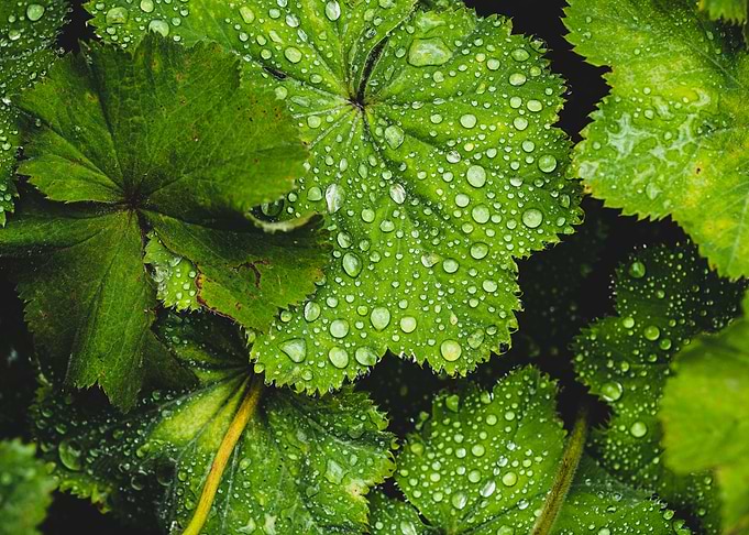 Leaves