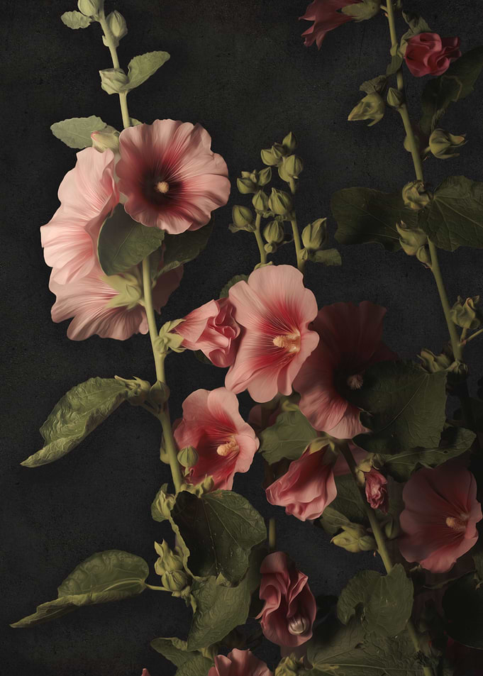 Vintage Hollyhocks
