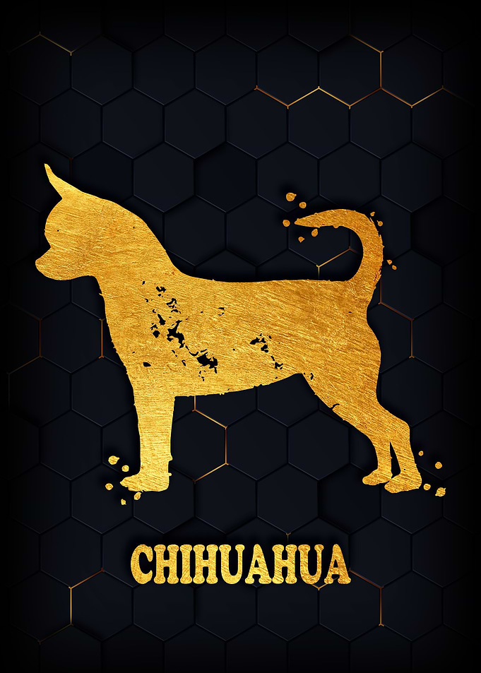 CHIHUAHUA