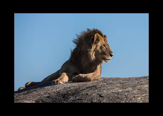 Lion