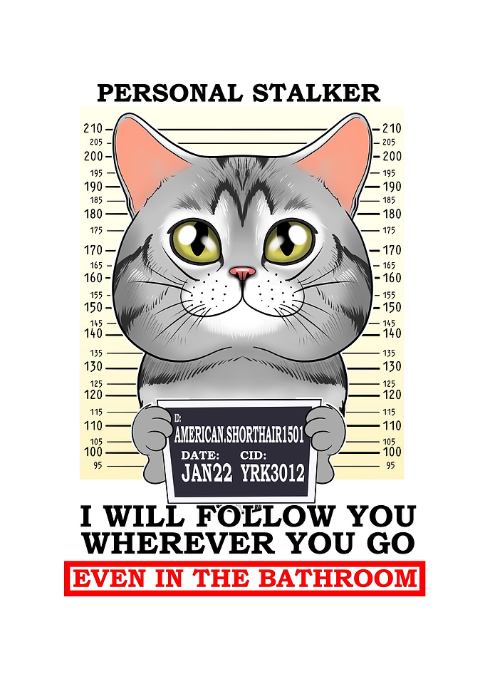 American Shorthair Cat