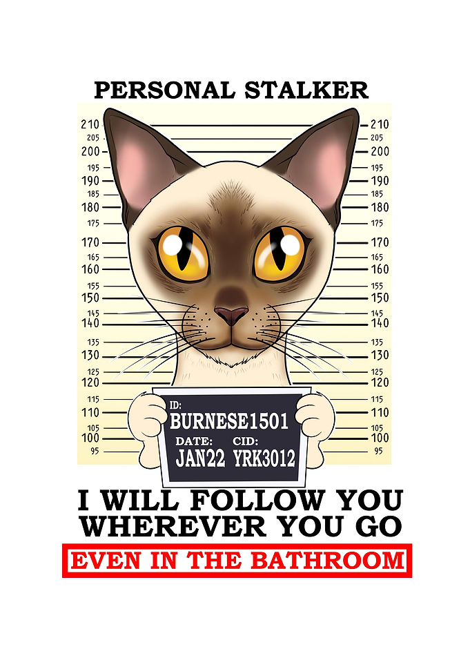 Burmese Cat I Cat Lover
