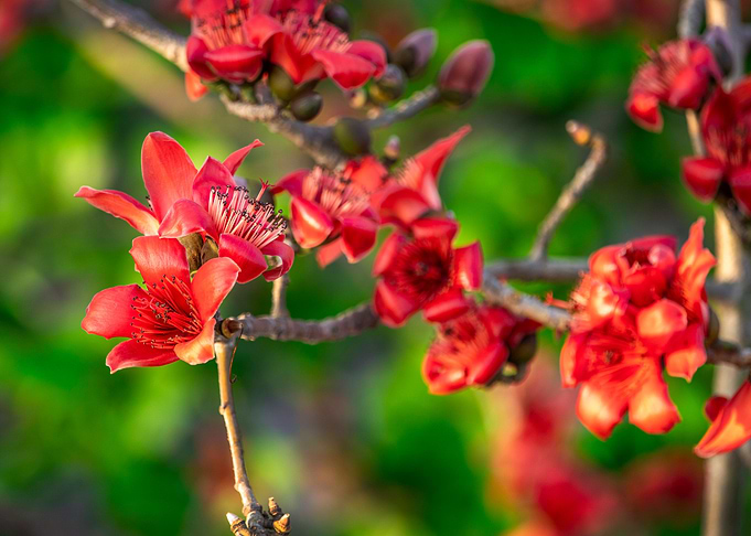 Bombaxceiba on a nice day