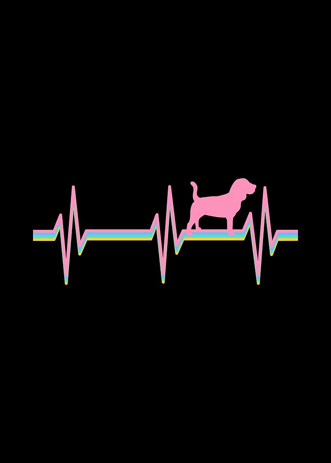 Beagle Beagle Owner
