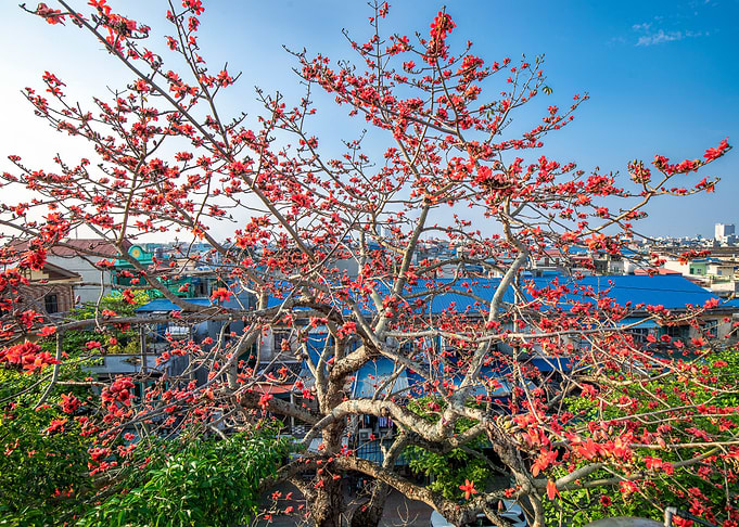 Blooming Bombaxceiba