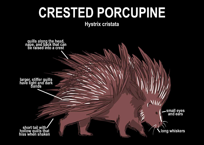 Porcupine