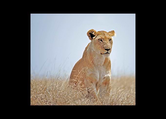 Lion