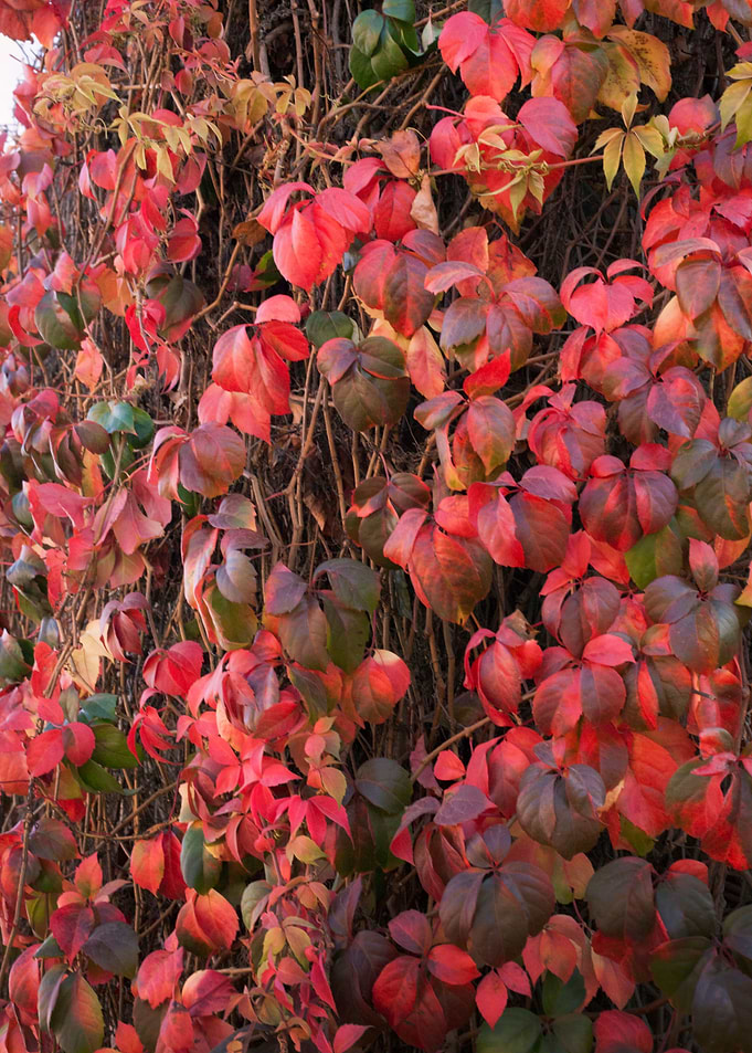 Ivy wall dry fall