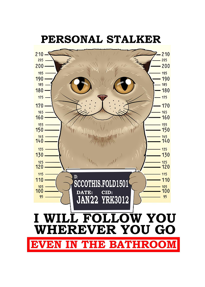 Scottish Fold Cat